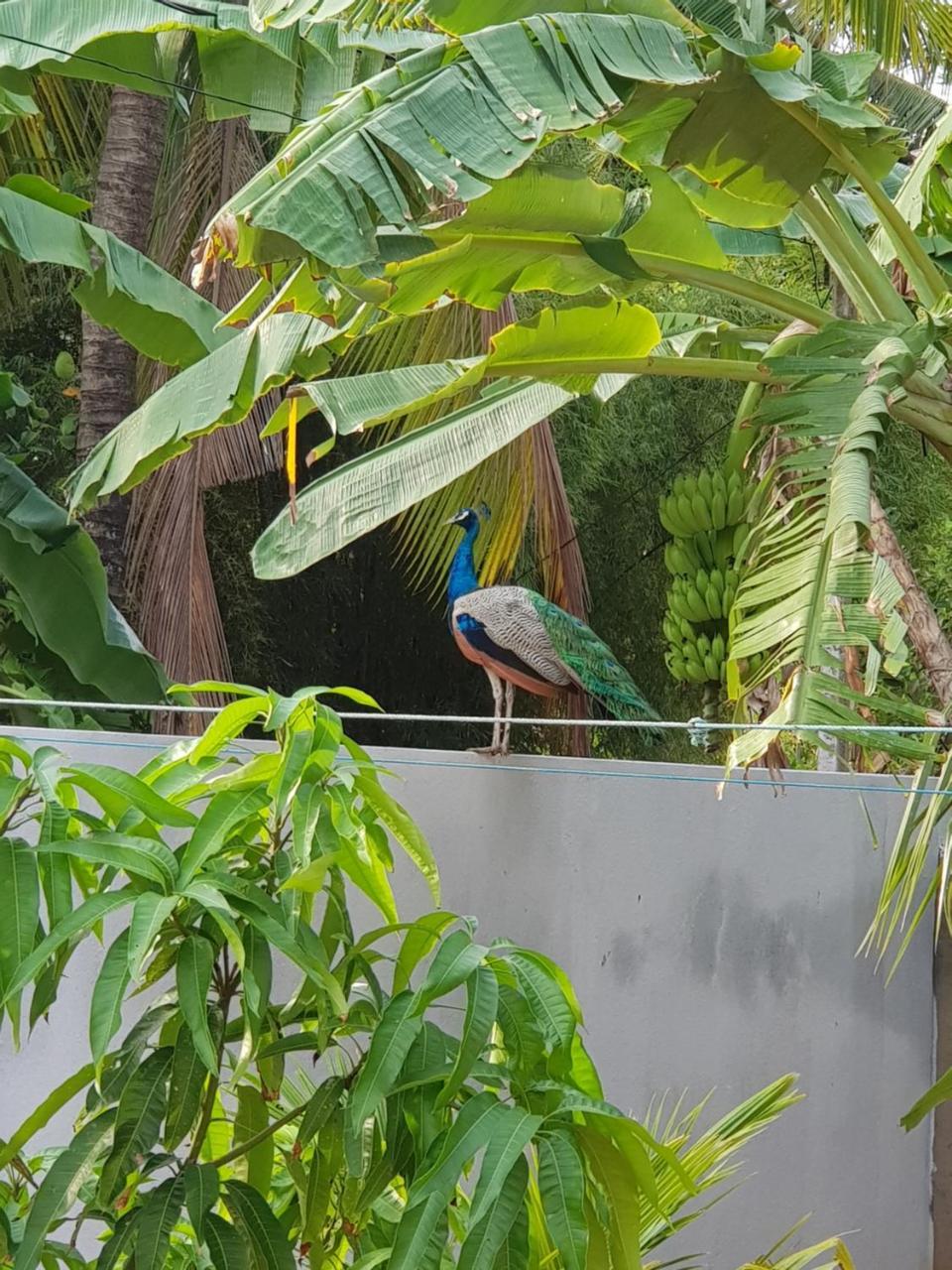 My Whales Guest House Banduramulla Buitenkant foto